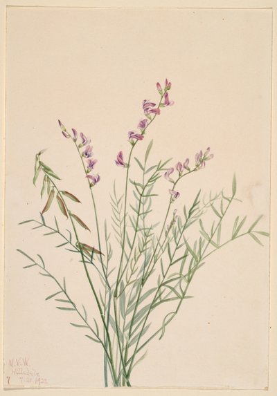 Lattice di Burgess (Astragalus bourgovii) da Mary Vaux Walcott