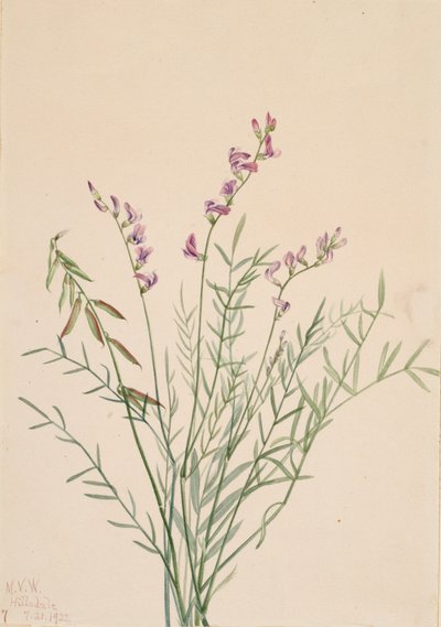 Astragalo di Burgess Astragalus bourgovii, 1922 da Mary Vaux Walcott
