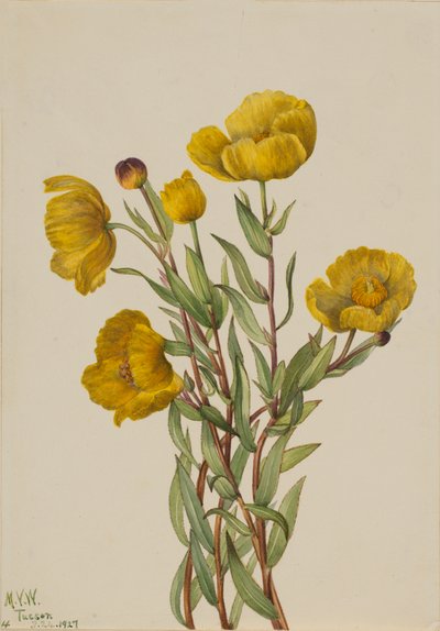 Papavero cespuglioso Dendromecon rigidum da Mary Vaux Walcott