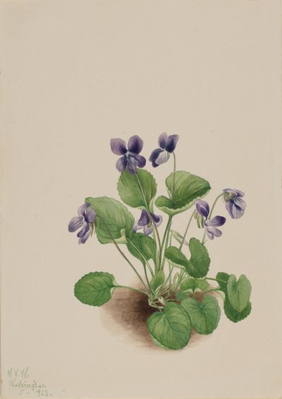 Viola farfalla Viola papilionacea, 1923 da Mary Vaux Walcott