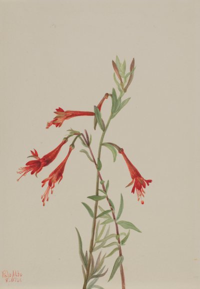 Fucsia della California Zauschneria californica da Mary Vaux Walcott