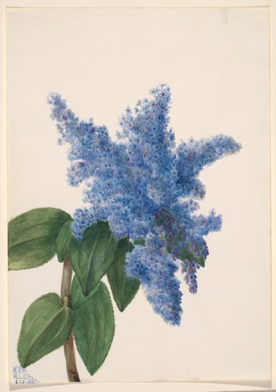 Lillà della California (Ceanothus thyrsiflorus) da Mary Vaux Walcott