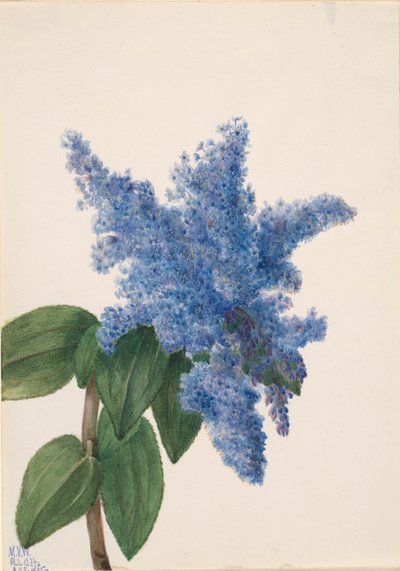 Lillà della California Ceanothus thyrsiflorus, 1935 da Mary Vaux Walcott