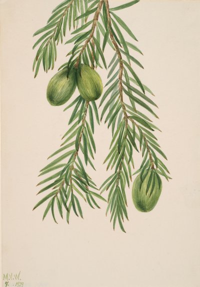 Noce moscata della California Tumion californicum, 1929 da Mary Vaux Walcott