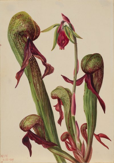 Pianta della California (Chrysamphora californica) da Mary Vaux Walcott