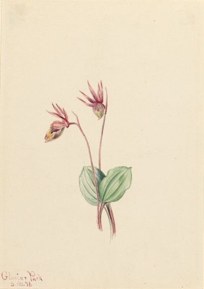 Calypso (Cytherea bulbosa) da Mary Vaux Walcott