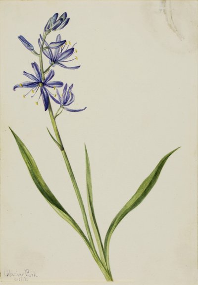Camas (Quamasia quamash) da Mary Vaux Walcott