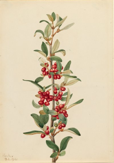 Canada Buffaloberry Lepargyrea canadensis da Mary Vaux Walcott