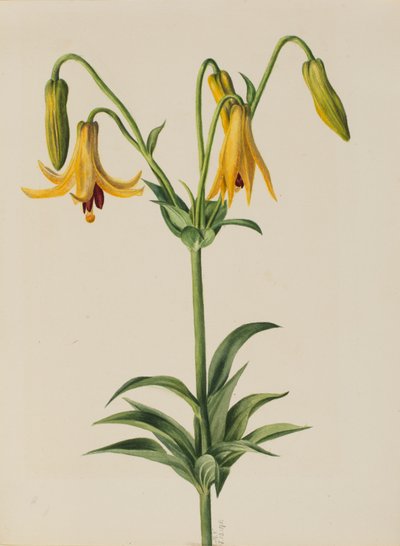 Giglio del Canada (Lilium canadense) da Mary Vaux Walcott