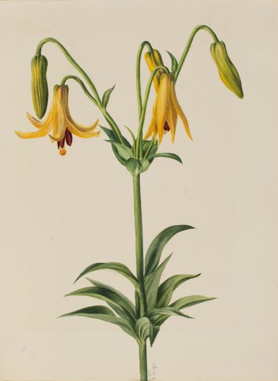 Giglio del Canada Lilium canadense da Mary Vaux Walcott