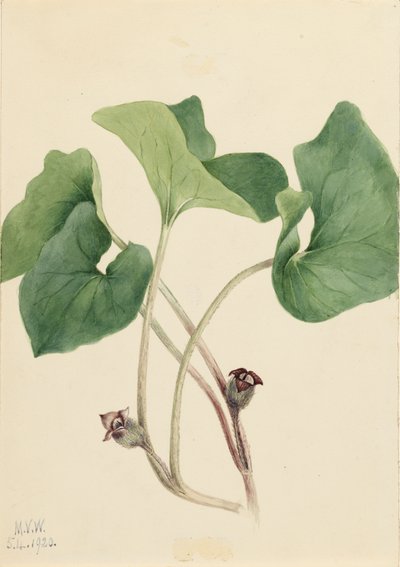 Zenzero Selvatico Canadese Asarum canadense da Mary Vaux Walcott