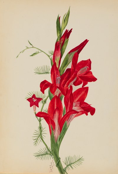 Cannas e cipresso rampicante Canna species e Ipomoea quamoclit da Mary Vaux Walcott