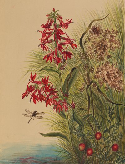 Fiore cardinale (Lobelia cardinalis) da Mary Vaux Walcott