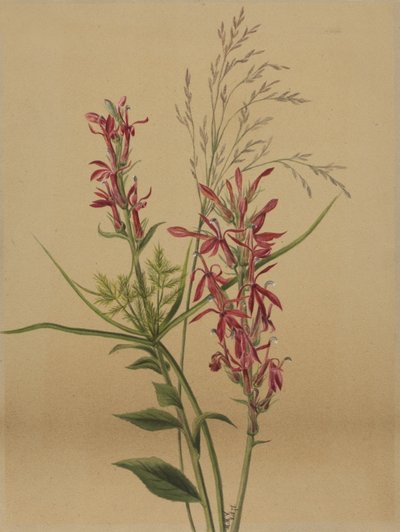 Fiore cardinale Lobelia cardinalis, 1878 da Mary Vaux Walcott