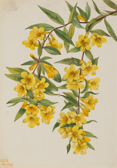Gelsomino della Carolina (Gelsemium sempervirens) da Mary Vaux Walcott