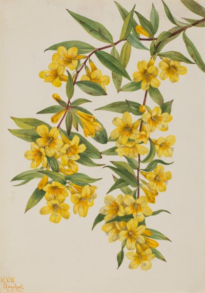Gelsomino della Carolina Gelsemium sempervirens da Mary Vaux Walcott