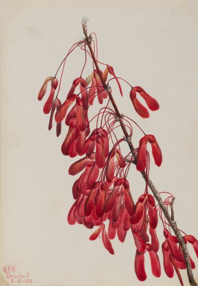 Acero della Carolina, 1923 da Mary Vaux Walcott