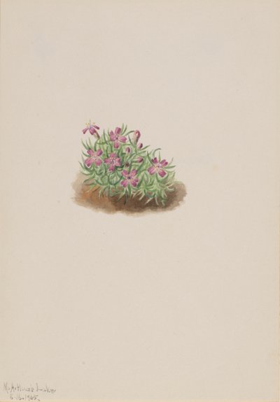 Silene Acaulis Rosa del Tappeto, 1905 da Mary Vaux Walcott