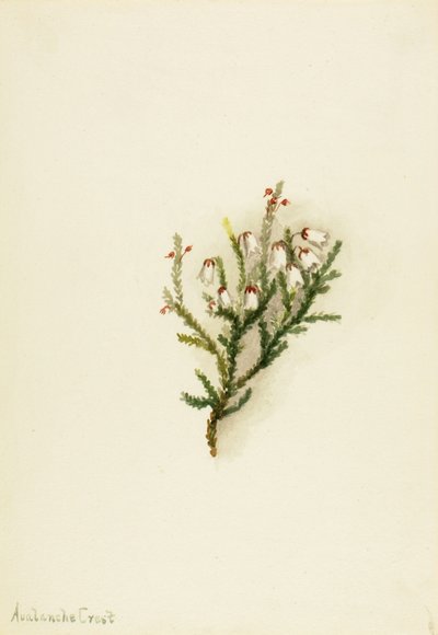 Cassiope Cassiope mertensiana, ca. 1900-1905 da Mary Vaux Walcott