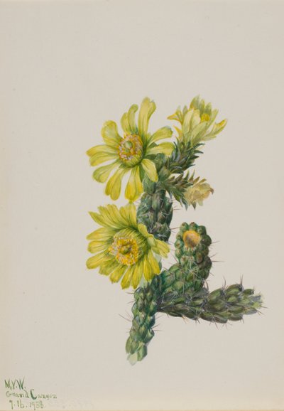 Cholla Opuntia whipplei da Mary Vaux Walcott