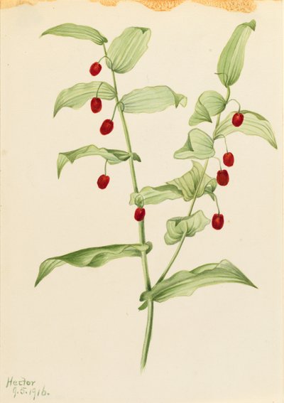 Gambo contorto (Streptopus amplexifolius) da Mary Vaux Walcott