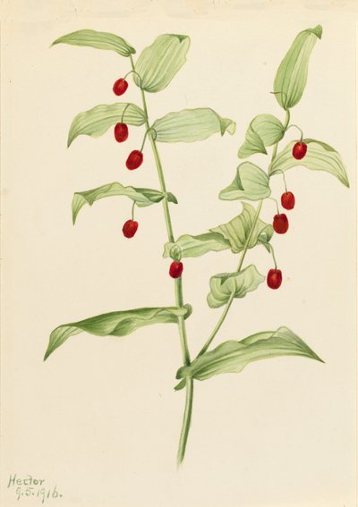 Streptopus amplexifolius da Mary Vaux Walcott