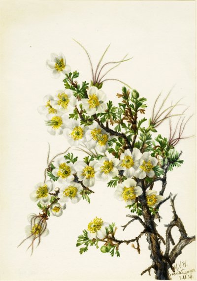 Cliffrose Cowania stanshuriana, 1934 da Mary Vaux Walcott
