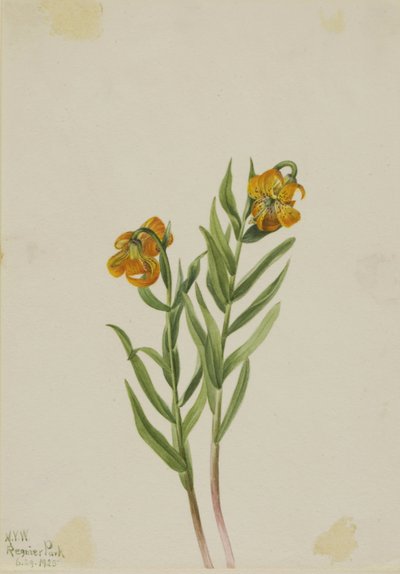 Giglio di Columbia (Lilium columbianum) da Mary Vaux Walcott