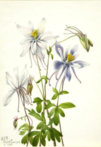Columbine (Aquilegia ecalcarata) da Mary Vaux Walcott