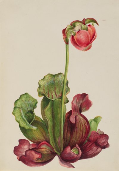 Pianta Carnivora Comune Sarracenia purpurea venosa, 1931 da Mary Vaux Walcott