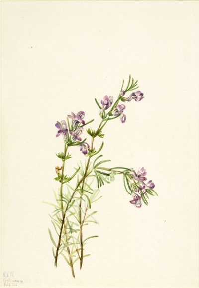 Conradina verticillata, 1934 da Mary Vaux Walcott