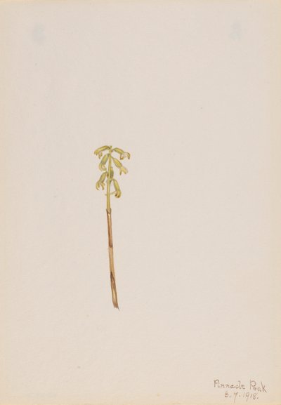 Corathorhiza corallorhiza da Mary Vaux Walcott