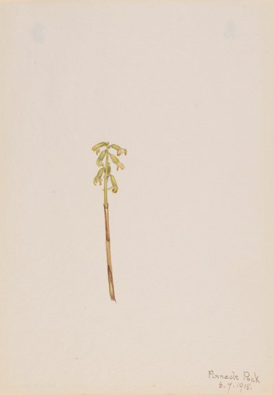 Corathorhiza corallorhiza, 1918 da Mary Vaux Walcott