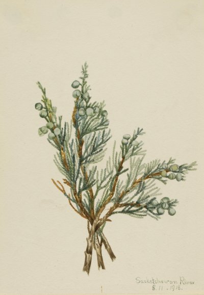 Ginepro Strisciante Juniperus horizontalis da Mary Vaux Walcott