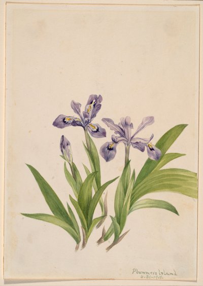 Iris crestata (Iris cristata) da Mary Vaux Walcott
