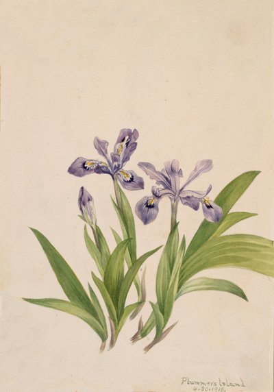 Iris crestato Iris cristata, 1918 da Mary Vaux Walcott