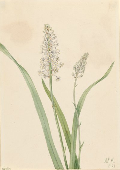 Chrosperma muscaetoxicum, 1921 da Mary Vaux Walcott