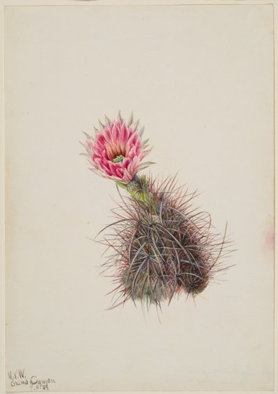 Cactus Cetriolo da Mary Vaux Walcott