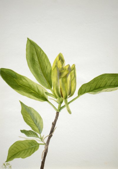 Albero di cetriolo Magnolia scuminata da Mary Vaux Walcott