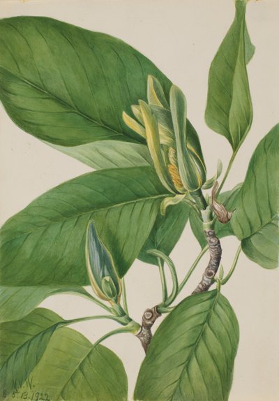 Magnolia acuminata, 1922 da Mary Vaux Walcott