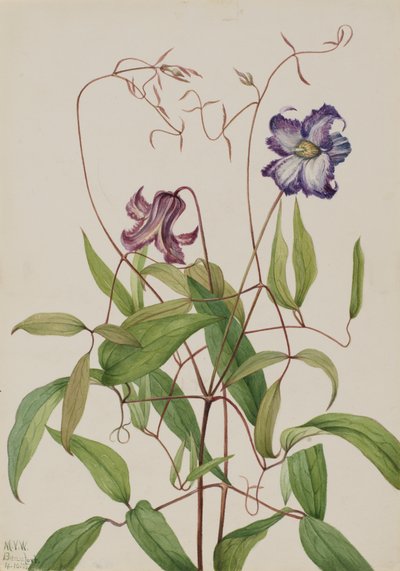 Clematide arricciata Clematis crispa da Mary Vaux Walcott