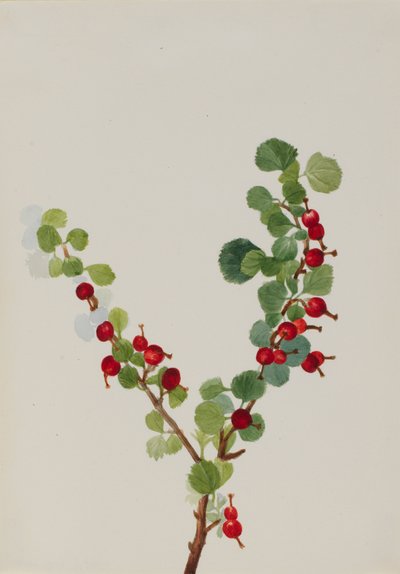 Ribes non finito da Mary Vaux Walcott