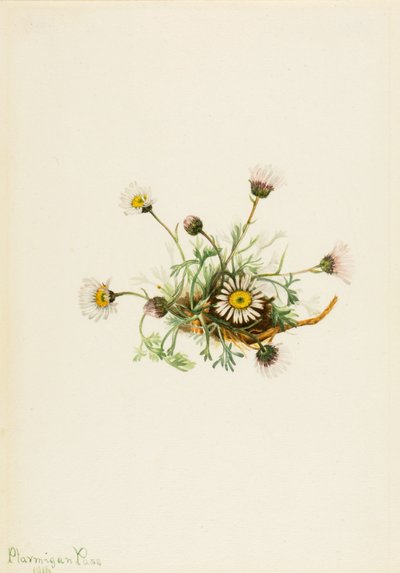 Erigeron Compositus, 1916 da Mary Vaux Walcott