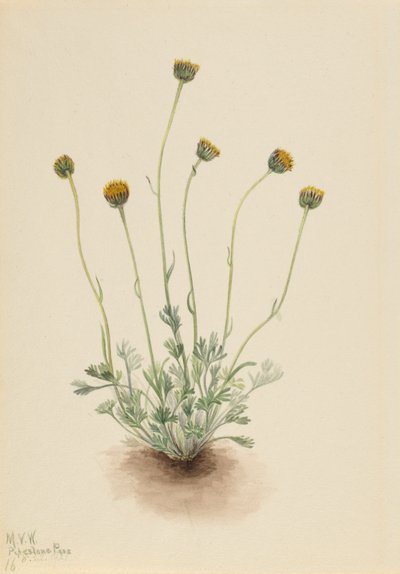 Flebo a foglie tagliate (Erigeron compositus nudus) da Mary Vaux Walcott