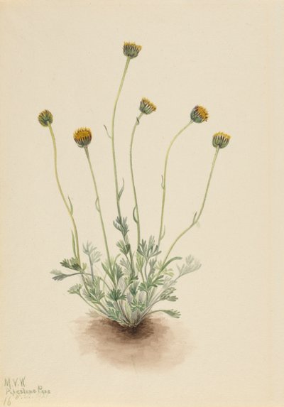 Erigeron Compositus Nudus da Mary Vaux Walcott