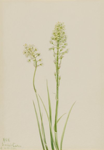 Cama della morte (Zygadenus venenosus) da Mary Vaux Walcott