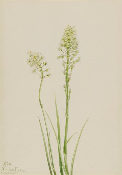Camas velenoso Zygadenus venenosus, 1923 da Mary Vaux Walcott