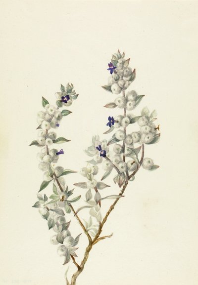 Salvia della Valle della Morte (Salvia funerea) da Mary Vaux Walcott