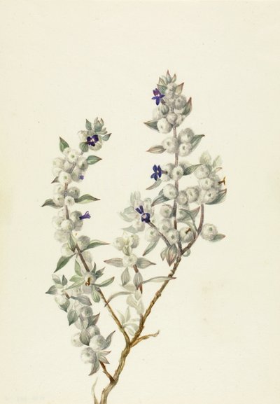 Salvia della Valle della Morte Salvia funerea, ca. primi anni 1930 da Mary Vaux Walcott