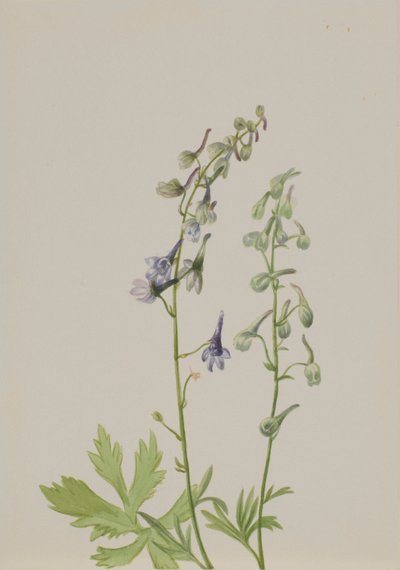 Delphinium (Delphinium scopulorum) da Mary Vaux Walcott